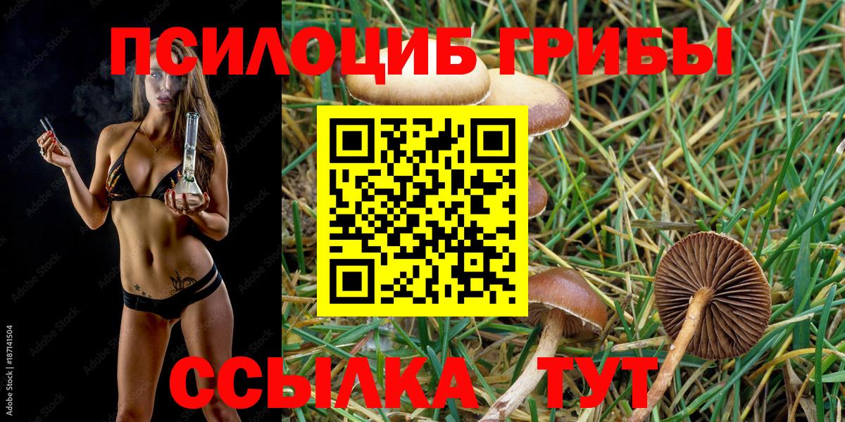 Коряжма  Псилоцибиновые грибы прущие грибы  Вход с VPN  Псилоцибиновые грибы прущие грибы 
